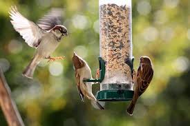 Bird feed pack best and export quality