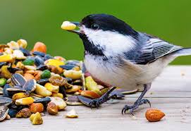 Bird feed pack best and export quality